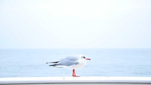 双色球百科